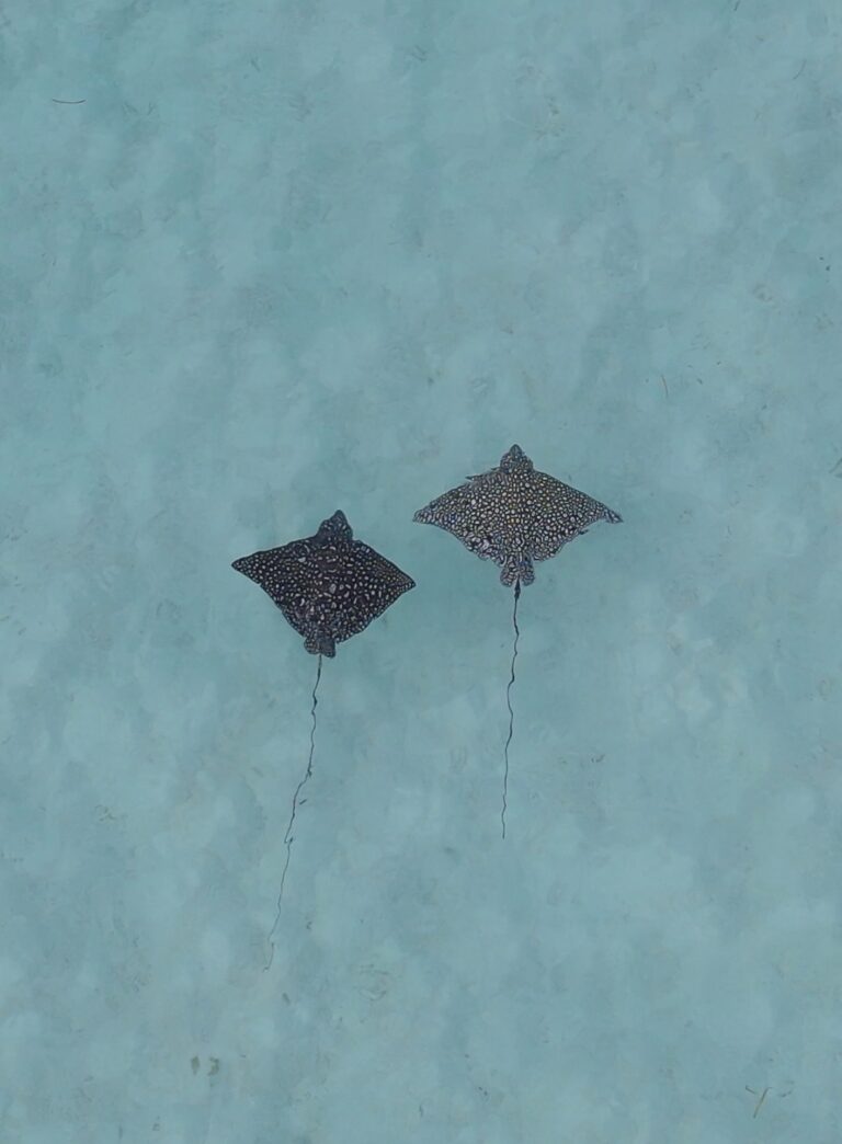 Little Cayman South Sound: Sharks and Rays